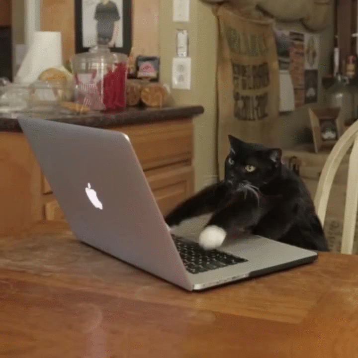 gatto al pc